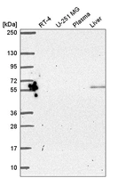 Anti-PYROXD2 Antibody