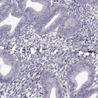 Immunohistochemical staining of human endometrium shows low expression as expected.