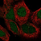 Immunofluorescent staining of human cell line HEK 293 shows localization to nucleoplasm.