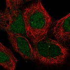 Immunofluorescent staining of human cell line HEK 293 shows localization to nucleoplasm.
