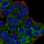 Immunofluorescent staining of human cell line Hep G2 shows localization to nucleoli fibrillar center & cytosol.
