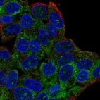 Immunofluorescent staining of human cell line Hep G2 shows localization to nucleoli fibrillar center & cytosol.