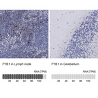 Anti-FYB1 Antibody