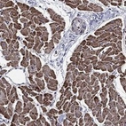 Anti-NDUFS8 Antibody