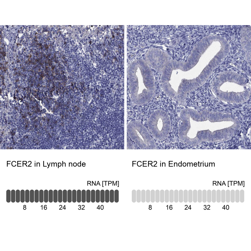 Anti-FCER2 Antibody
