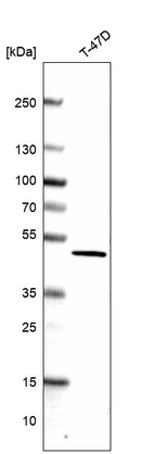 Western blot analysis in human cell line TD47D.