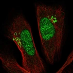 Immunofluorescent staining of human cell line U-2 OS shows localization to nucleus & the Golgi apparatus.