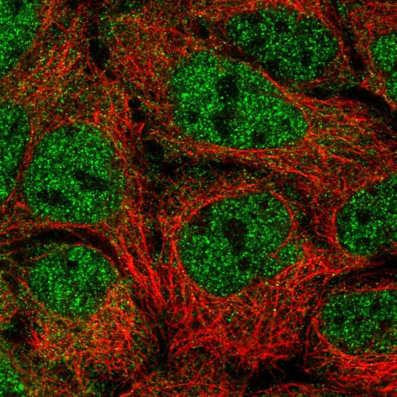 Anti-NUFIP2 Antibody
