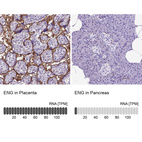 Anti-ENG Antibody