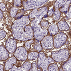 Immunohistochemical staining of human placenta shows strong membranous positivity in trophoblastic cells.