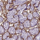 Immunohistochemical staining of human placenta shows strong membranous positivity in trophoblastic cells.