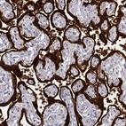 Immunohistochemical staining of human placenta shows very strong cytoplasmic positivity in trophoblastic cells.