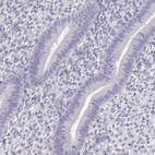 Immunohistochemical staining of human endometrium shows no positivity in glandular cells as expected.
