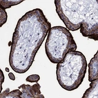 Immunohistochemical staining of human placenta shows high expression.