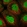 Anti-STK11 Antibody