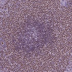 Immunohistochemical staining of human spleen shows high expression.