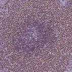Immunohistochemical staining of human spleen shows high expression.