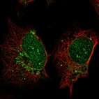 Immunofluorescent staining of human cell line U-2 OS shows localization to nucleoli fibrillar center & mitochondria.