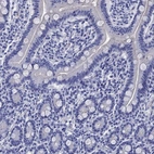 Immunohistochemical staining of human small intestine shows low expression as expected.