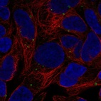 Immunofluorescent staining of human cell line HEK 293 shows localization to lipid droplets.