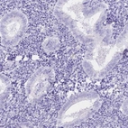 Immunohistochemical staining of human endometrium shows low expression as expected.
