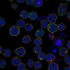 Immunofluorescent staining of human cell line REH shows localization to plasma membrane.