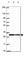 Anti-ANP32A Antibody