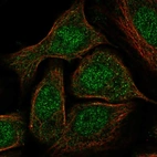 Anti-GATA5 Antibody