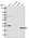 Anti-PRPS2 Antibody