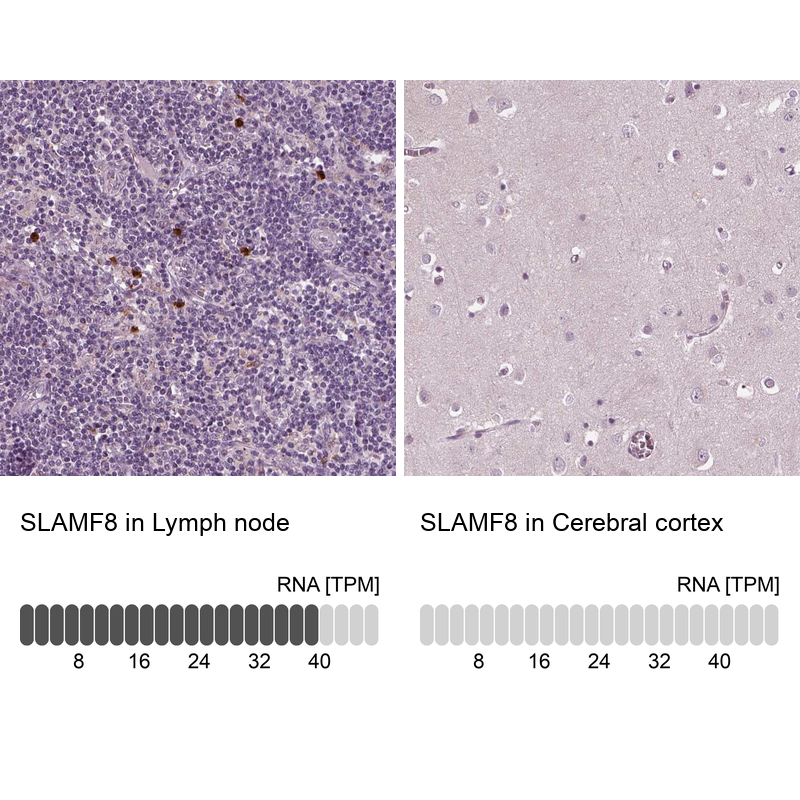Anti-SLAMF8 Antibody