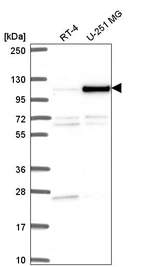 Anti-NOC3L Antibody