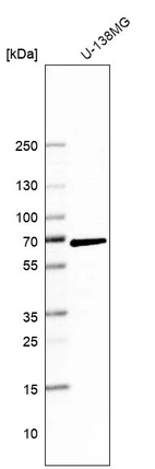 Western blot analysis in human cell line U-138MG.