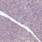 Immunohistochemical staining of human pancreas shows low expression as expected.