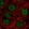 Anti-SCRT2 Antibody