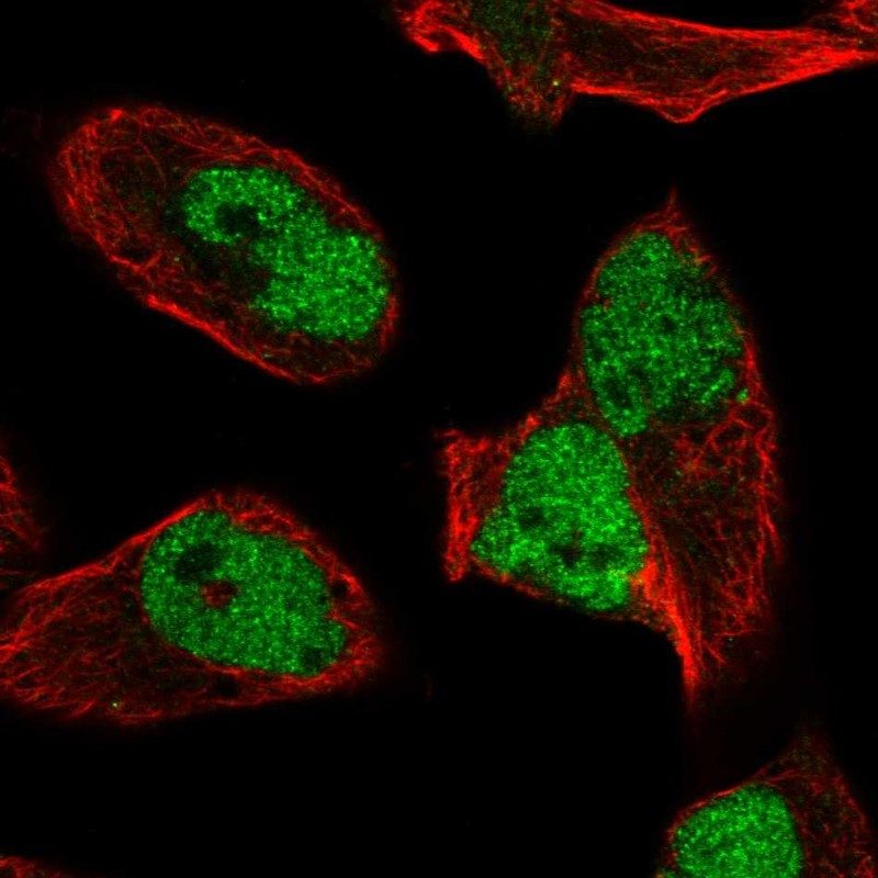 Anti-HNRNPUL2 Antibody
