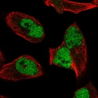 Anti-HNRNPUL2 Antibody