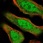 Immunofluorescent staining of human cell line U-2 OS shows localization to nucleoplasm & cytosol.
