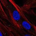 Immunofluorescent staining of human cell line BJ shows localization to vesicles.