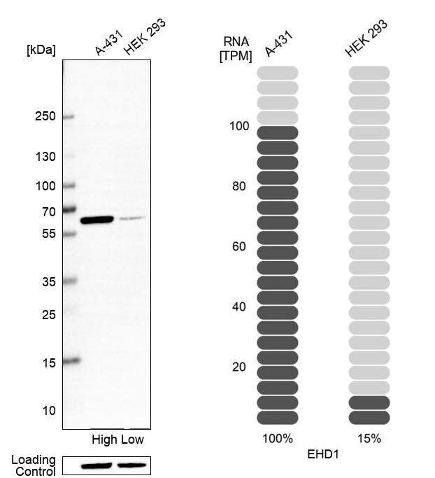 Anti-EHD1 Antibody