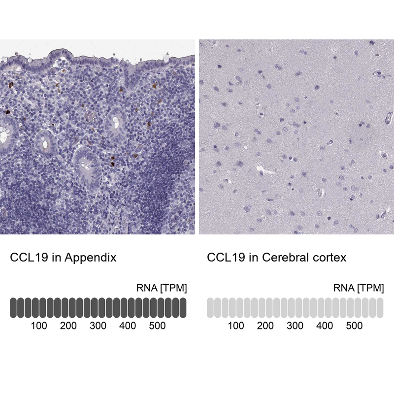 Anti-CCL19 Antibody