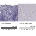 Anti-CCL19 Antibody
