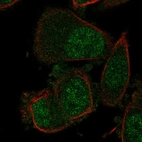 Anti-NABP1 Antibody