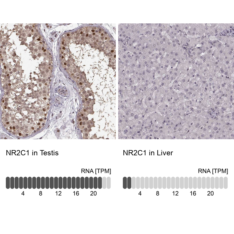 Anti-NR2C1 Antibody