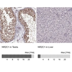 Anti-NR2C1 Antibody