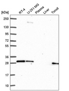 Anti-GBX2 Antibody