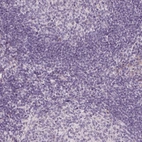 Immunohistochemical staining of human tonsil shows no cytoplasmic positivity in non-germinal center cells and germinal center cells as expected.