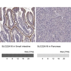 Anti-SLC22A18 Antibody