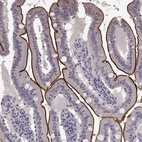 Immunohistochemical staining of human small intestine shows high expression.