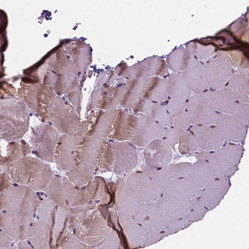 Anti-FAM50B Antibody