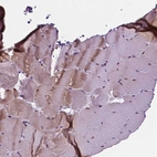 Anti-FAM50B Antibody